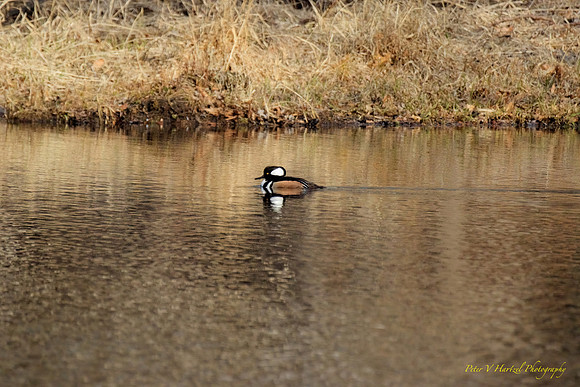 Hooded Meganser in the pond