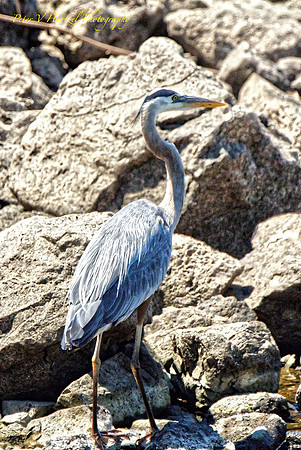 Blue Heron on the rocks