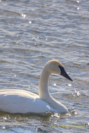 Hudson Swan close-up