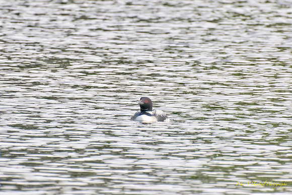 Loon in pond, Soft light in Golden Hour-PVH
