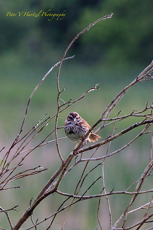 Swamp Sparrow-PVH