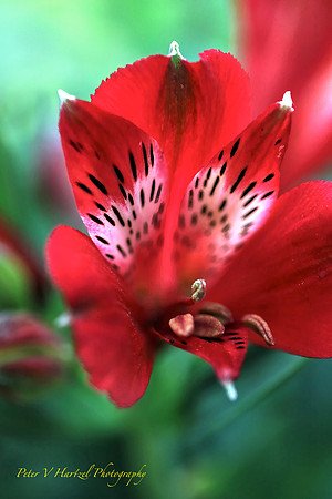 Spotted Red flower-PVH