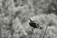 Osprey perched w soft warming filter-PVH-topaz-denoise-sharpen-color-upscale-2x