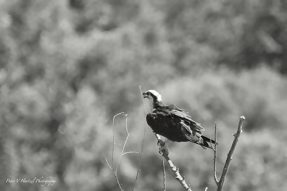 Osprey perched w soft warming filter-PVH-topaz-denoise-sharpen-color-upscale-2x
