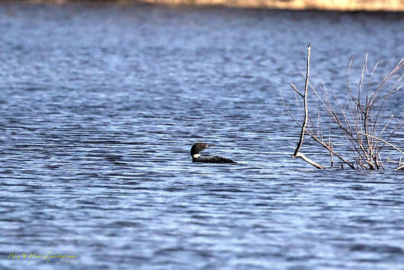 Loon over the right side