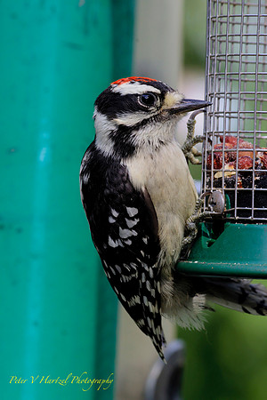 Downy Woodpecker-Vivid  Light-PVH