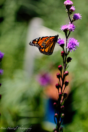 Monarch in flight