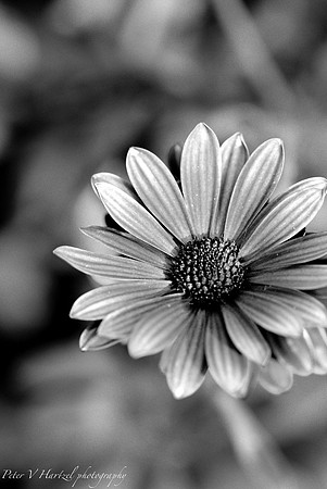 daisy b+w