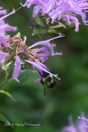 Bee in Purple flower-clear