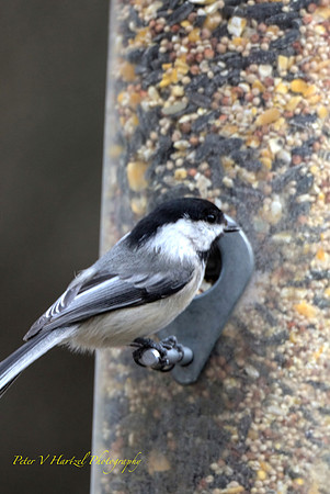 Black-capped Chickadee
