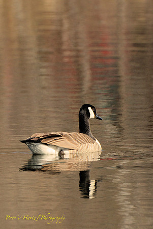 Canada Goose-golden hour