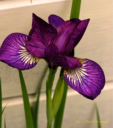 Purple Iris-soft light-PVH