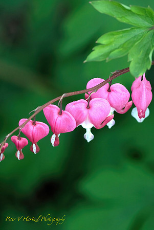 Bleeding Hearts