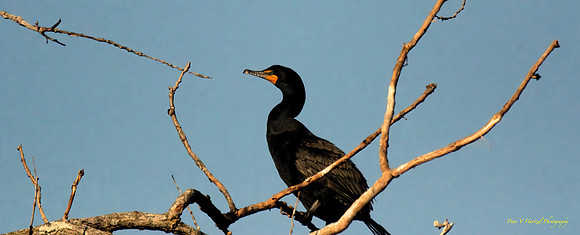 Double-Crested Cormorant
