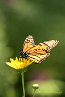 Beautiful Butterfly-Monarch on Daisy