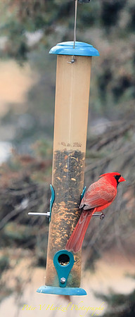 Guardian Cardinal-cropped-PVH