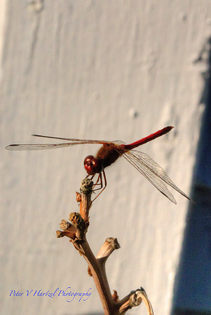 Dragonfly prepared for flight