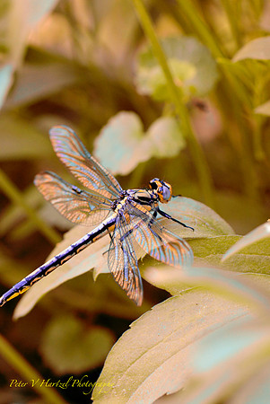 Black saddlebags Indian Summer