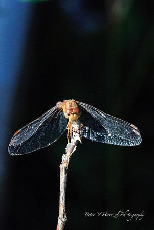 Drying the wings in the Sun