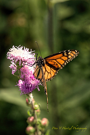 Royal Beauty-Monarch in soft light with warming filter