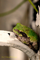 Tree frog