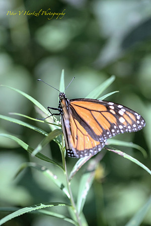 Dancing Monarch