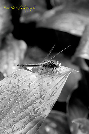 Dragonfly Black+White