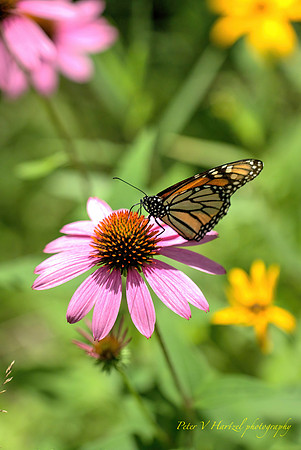 Royalty on a Pink Cone Flower