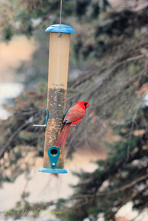 Guardian Cardinal-PVH