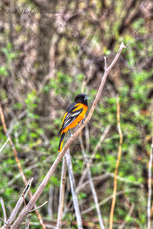 Baltimore Oriole-painterly-PVH