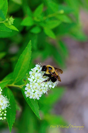 Busy as a bee