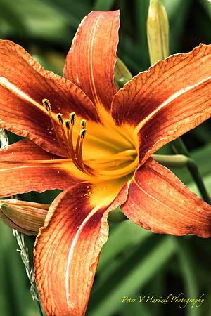Tiger lily in the sun