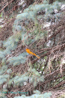 Baltimore Oriole hiding in a Pine tree-PVH