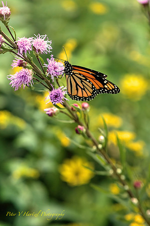 Monarch reaching for the sun:warming filter
