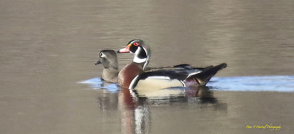 Woodducks Photo