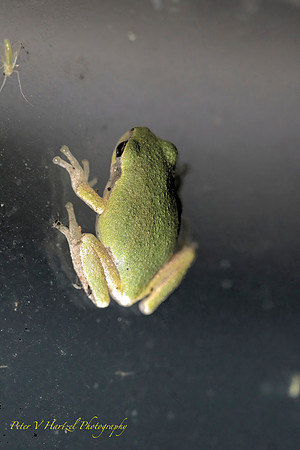 Tree Frog on the window-soft light