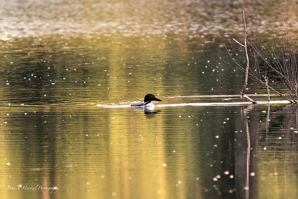 Loon on the Pond-enjoying the calmness