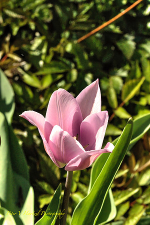 Purple Tulip-PVH