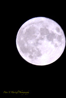 Buck Moon:cooling filter soft light