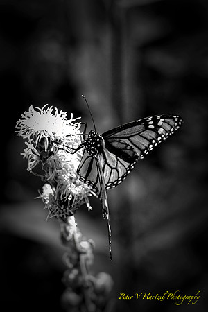 Royal Beauty-BW in soft light and warming filter PVh