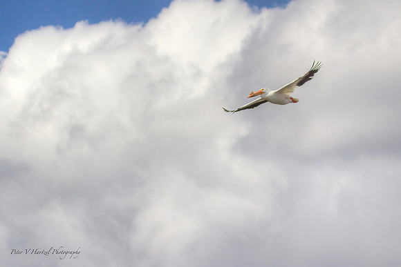 Flying Pelican-Hudson