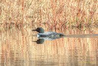 Common Loon on the pond