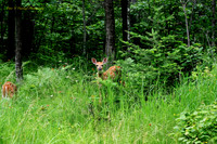 bambi and Friends