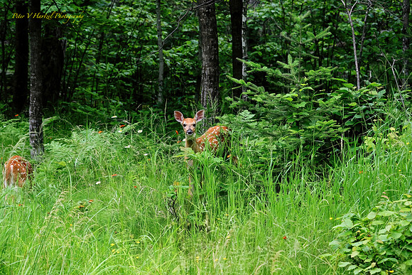 bambi and Friends