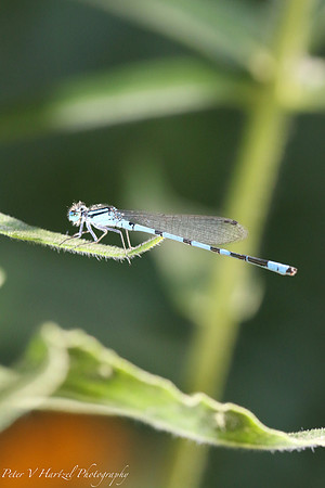 Blue dragon