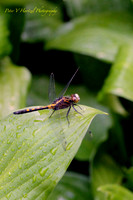 Black and Orange Dragonfly