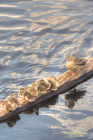 Swimming lessons by Mother Duck on the St.croix-PVH