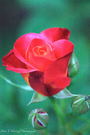 Blooming Garden rose
