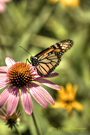 Stain-Glass Monarch Butterfly