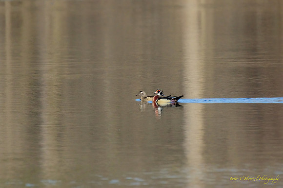 Pair of Wood ducks